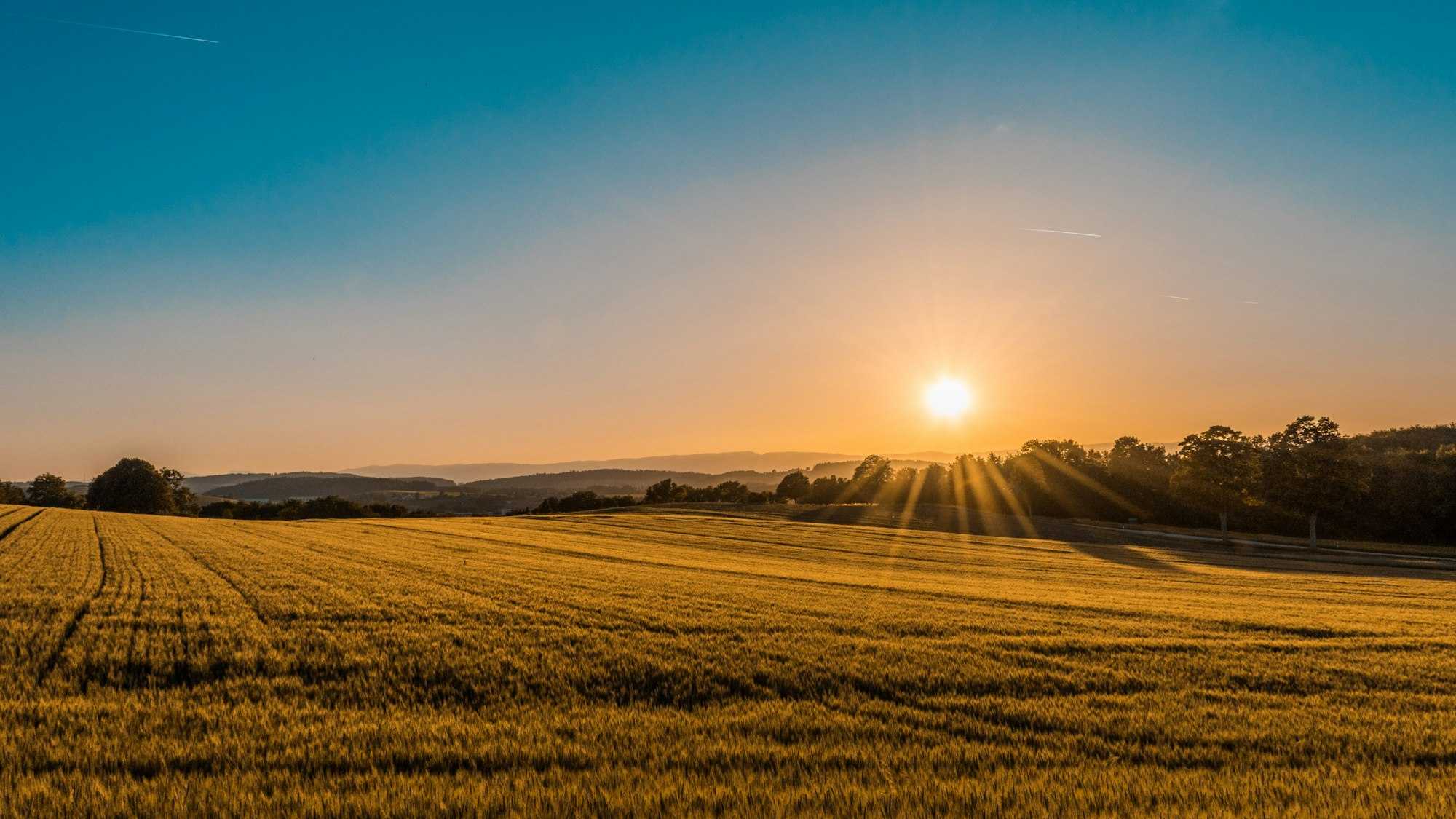 Golden hour over rolling Texas fields with a dark treeline on the horizon
